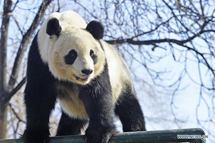 Réouverture au public de l'enclos des pandas géants du zoo de Tianjin