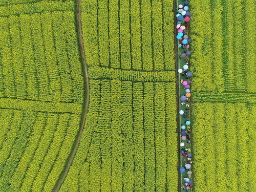 Hunan : un magnifique paysage de fleurs de colza