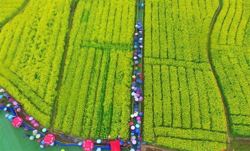 Hunan : un magnifique paysage de fleurs de colza