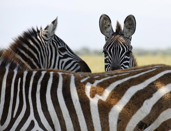 Le Kenya va lancer une campagne sur internet pour séduire davantage de touristes chinois