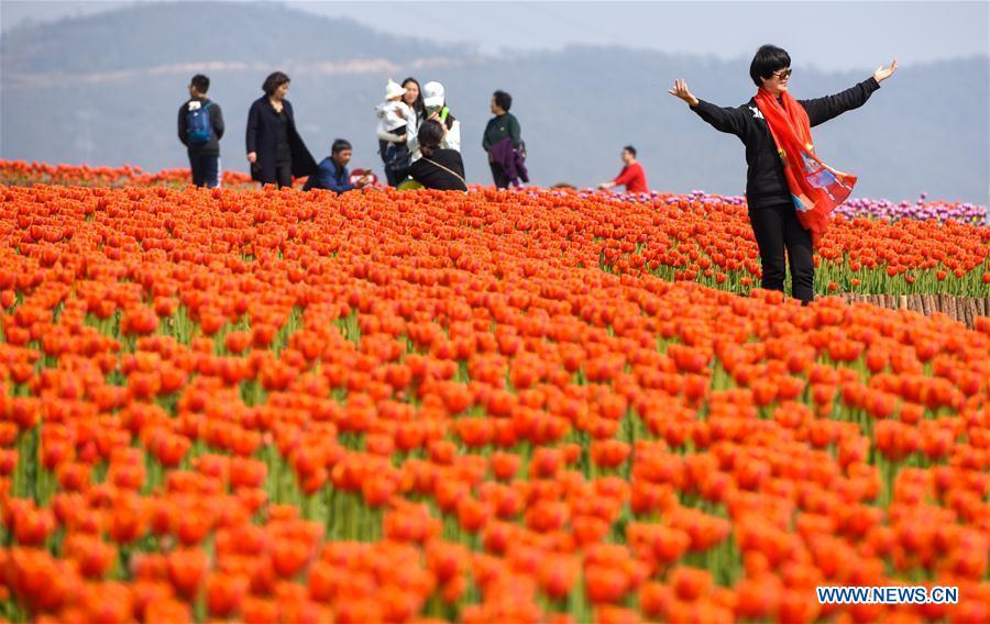 Le meilleur moment pour apprécier les fleurs de printemps en Chine