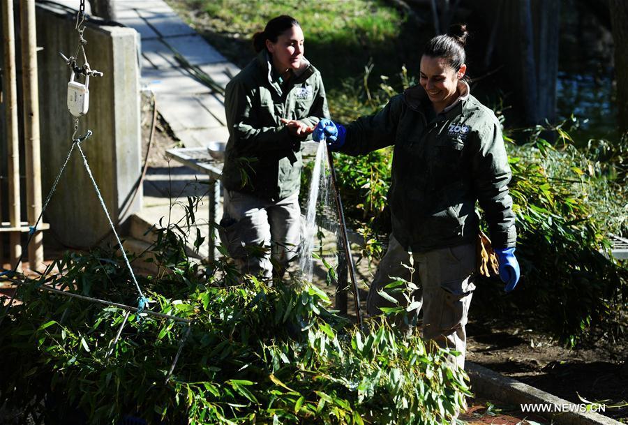 40e anniversaire de l'arrivée des pandas géants en Espagne