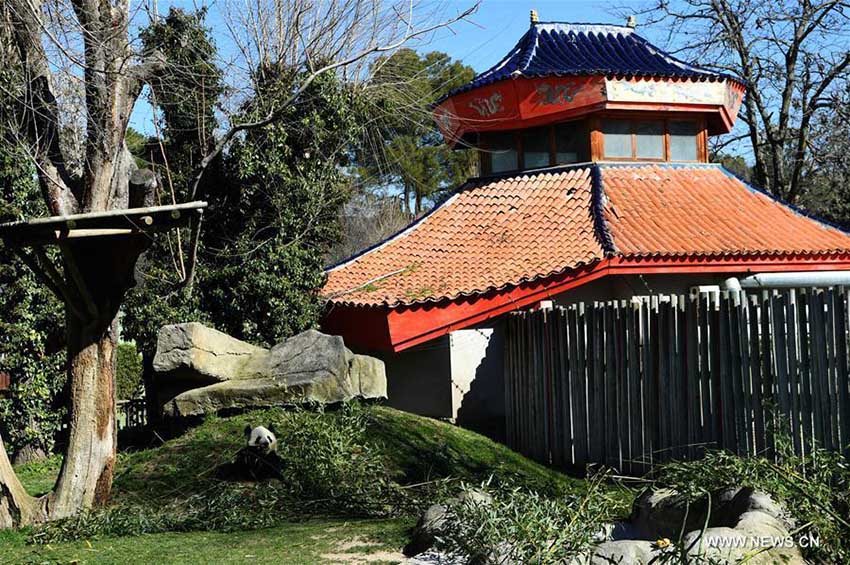 40e anniversaire de l'arrivée des pandas géants en Espagne