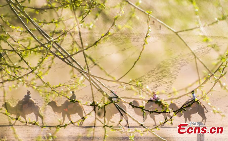 Afflux de touristes vers les ? sables chantants ? de la Dune de Mingsha à Dunhuang