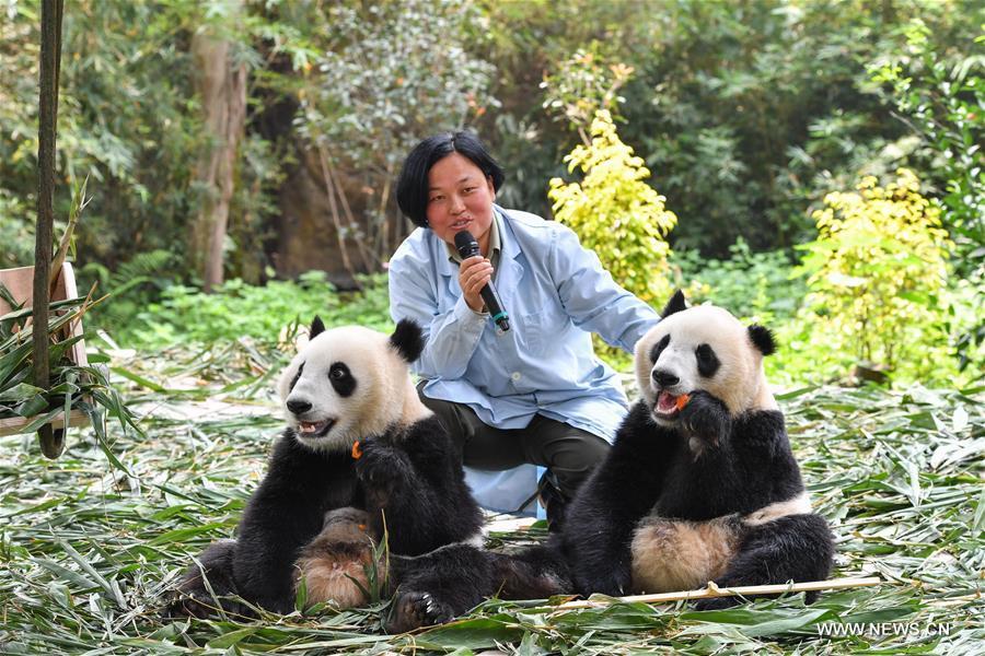 Guangzhou : les pandas géants jumeaux bient?t sevrés