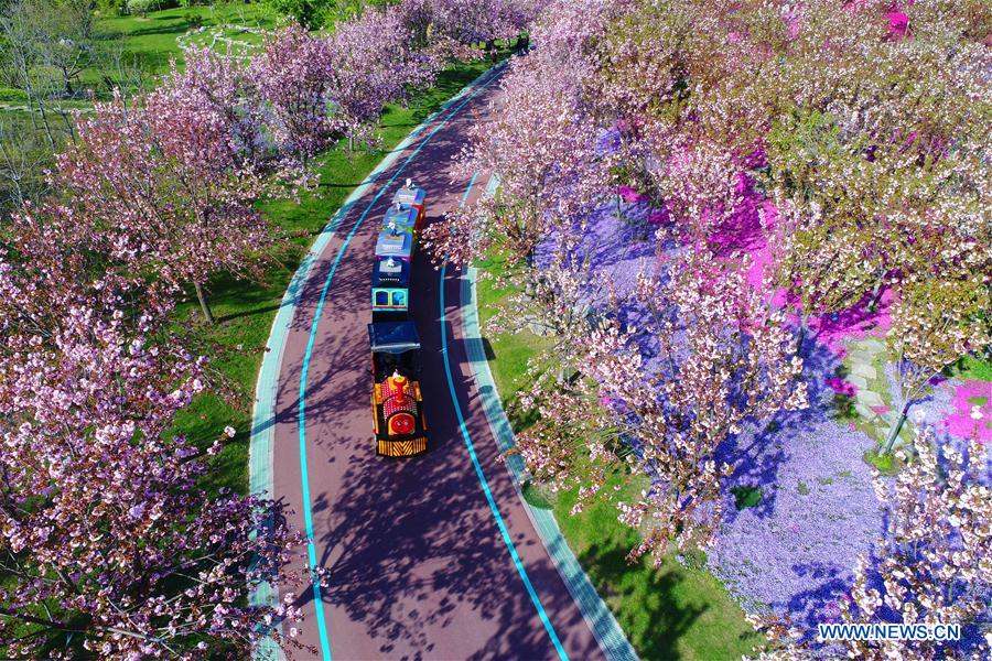 Jiangsu : les magnifiques paysages de fleurs épanouies de Nantong
