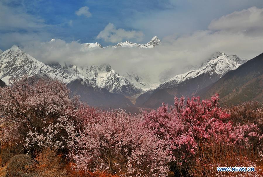 Tibet : des fleurs en floraison le long de la rivière Nyang