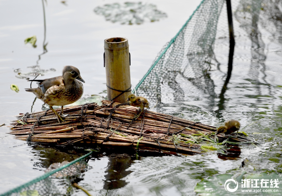 Un pont de la compassion pour les canards du lac de l'Ouest