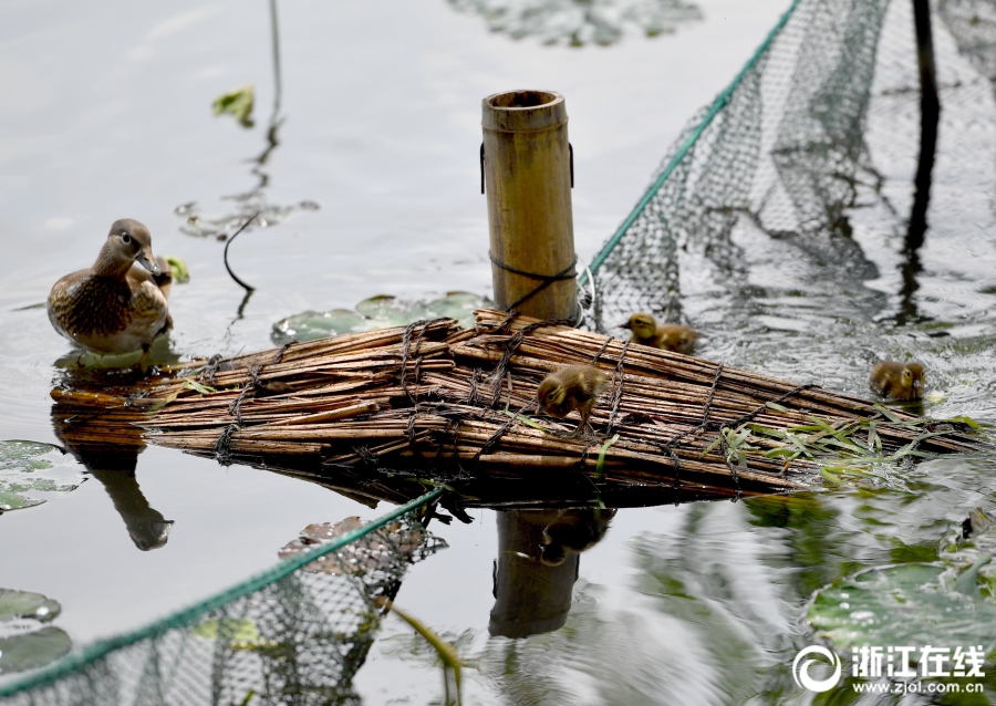 Un pont de la compassion pour les canards du lac de l'Ouest