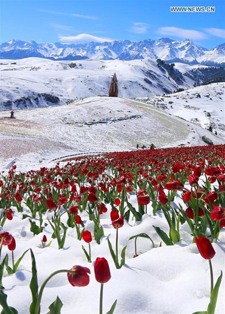 Des tulipes fleuries sous la neige dans le nord-ouest de la Chine
