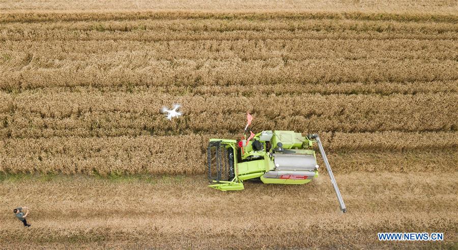 Chine : des machines sans pilote dans les rizières du Jiangsu