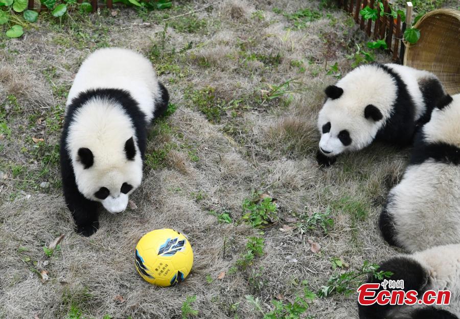 Lancement de la Coupe du monde de football des pandas dans le Sichuan