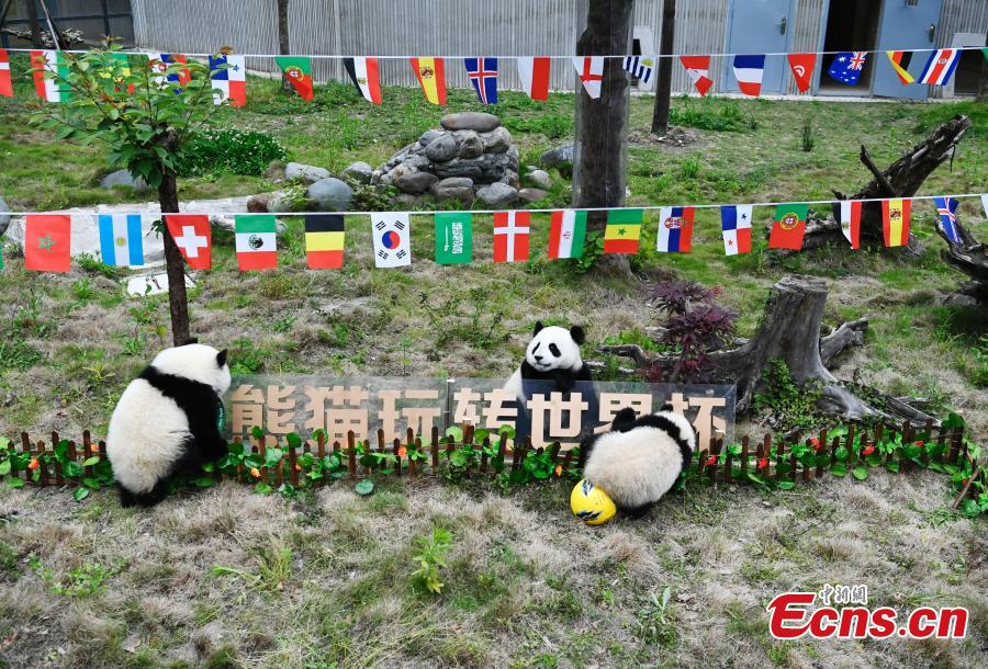 Lancement de la Coupe du monde de football des pandas dans le Sichuan