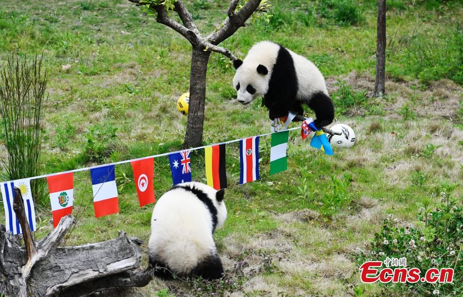 Lancement de la Coupe du monde de football des pandas dans le Sichuan