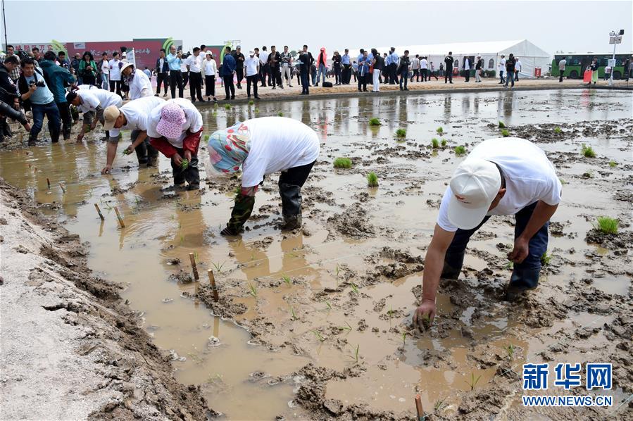 Faut-il continuer à cultiver le riz de mer malgré le manque d'eau douce ?