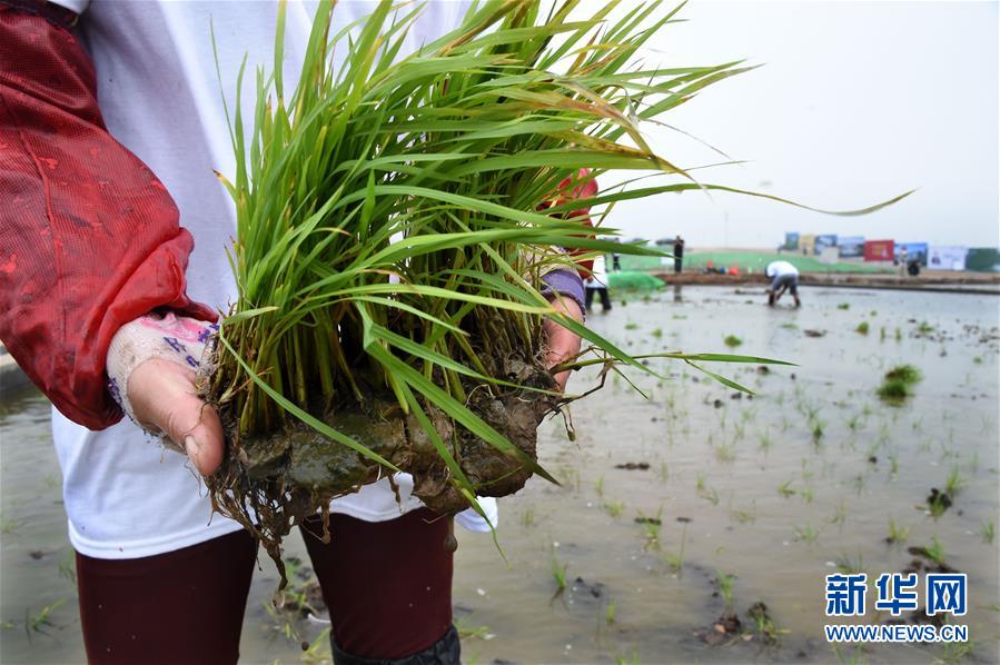 Faut-il continuer à cultiver le riz de mer malgré le manque d'eau douce ?