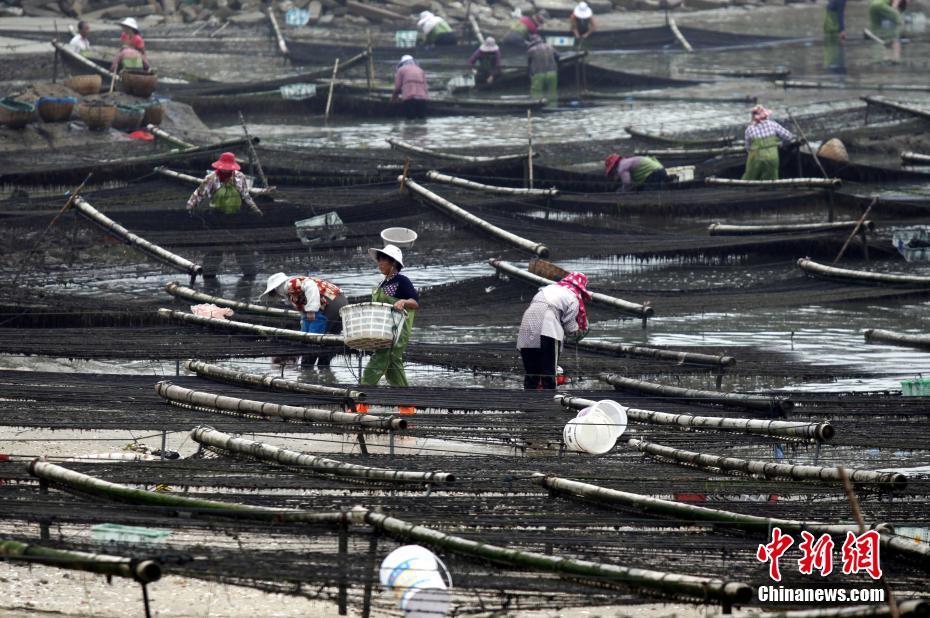 Le premier Festival des récoltes des agriculteurs de Chine en photos