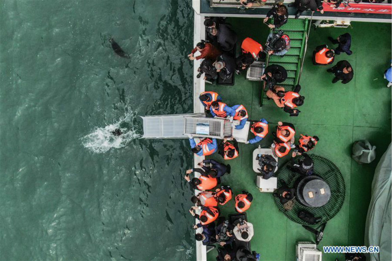 24 phoques rares relachés en mer dans le nord-est de la Chine