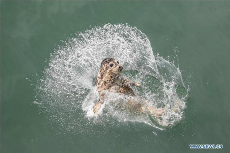 Libération de phoques rares dans le nord-est de la Chine