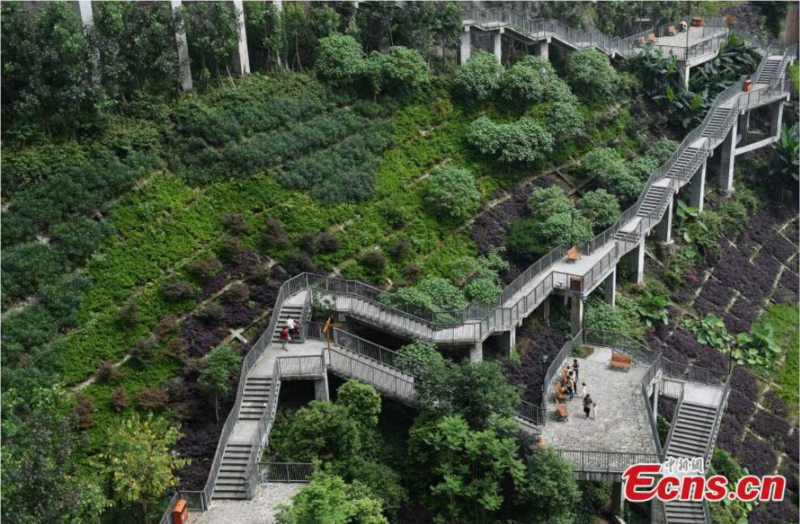 Chongqing : à la découverte d'un sentier d'une hauteur de 100 mètres dans une ville de montagne