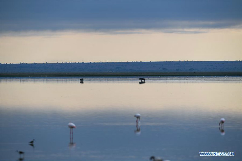 Animaux dans le Parc national d'Amboseli au Kenya