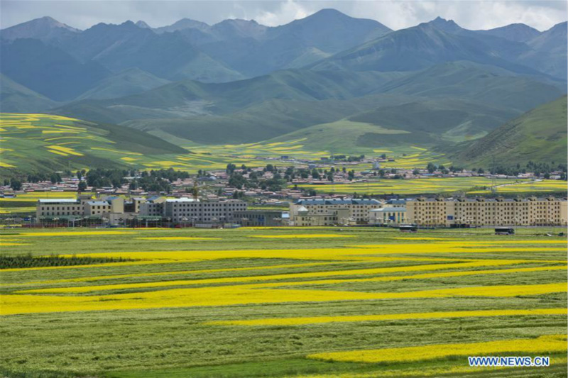 Chine: paysage de champs de colza en fleurs au Qinghai