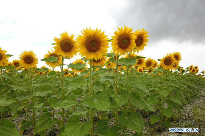 Chine: tournesols épanouis au Gansu