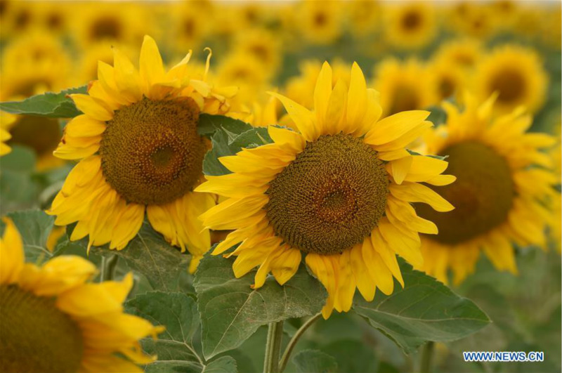 Chine: tournesols épanouis au Gansu
