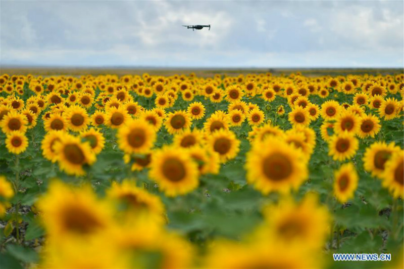 Chine: tournesols épanouis au Gansu