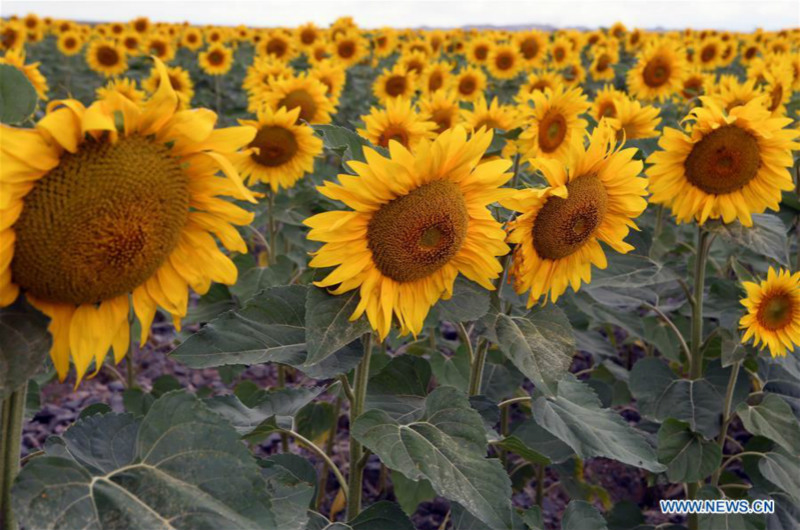 Chine: tournesols épanouis au Gansu