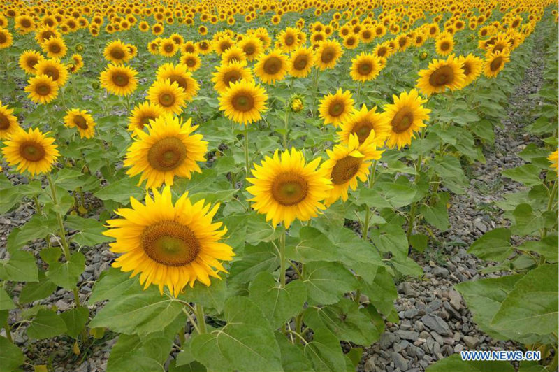 Chine: tournesols épanouis au Gansu