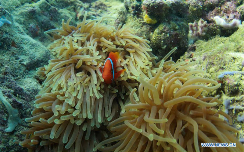 Paysage sous-marin dans la province de Hainan
