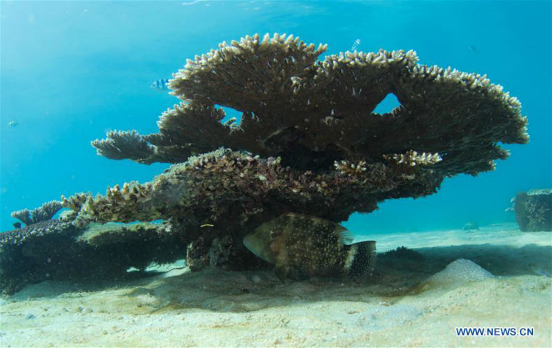 Paysage sous-marin dans la province de Hainan
