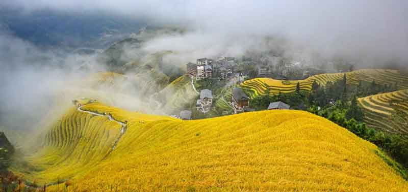 Les rizières dorées du sud de la Chine attirent les touristes
