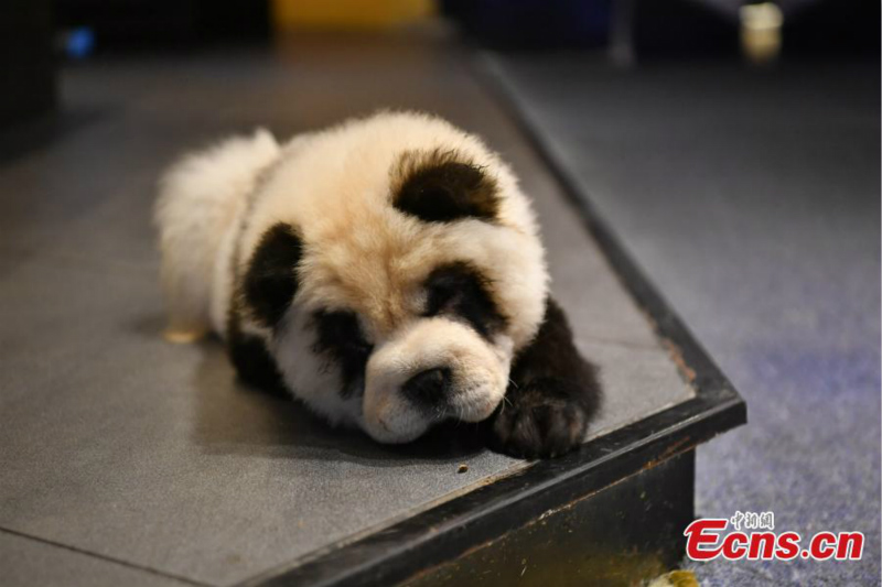 Des chiens ressemblant à des pandas attirent les clients dans un café de Chengdu