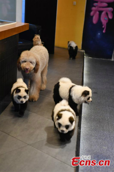 Des chiens ressemblant à des pandas attirent les clients dans un café de Chengdu