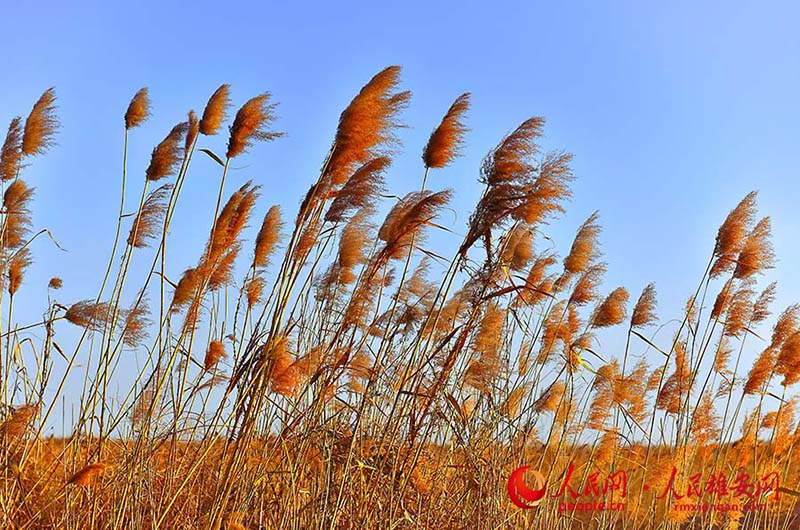 La fin de l'automne dans la Nouvelle Zone de Xiong'an