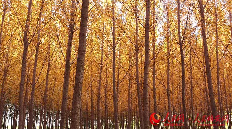 La fin de l'automne dans la Nouvelle Zone de Xiong'an