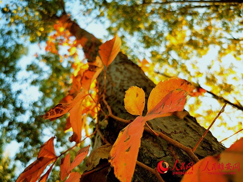 La fin de l'automne dans la Nouvelle Zone de Xiong'an