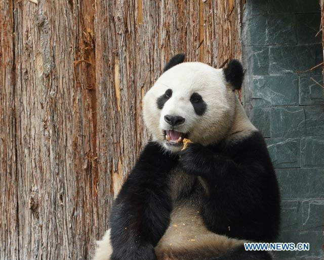 Ouverture du parc de recherche et de conservation du panda géant de Jiawuhai dans le sud-ouest de la Chine