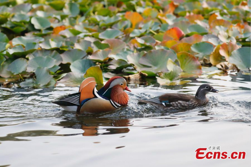 Les canards mandarins attirent les visiteurs dans un parc de Beijing
