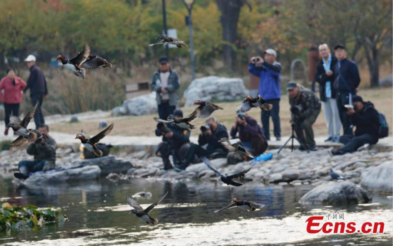 Les canards mandarins attirent les visiteurs dans un parc de Beijing