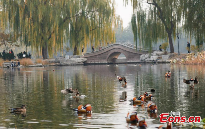 Les canards mandarins attirent les visiteurs dans un parc de Beijing