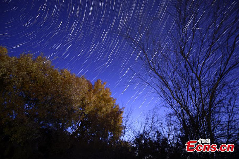 Xinjiang : le charme unique de la forêt du désert par une belle soirée étoilée