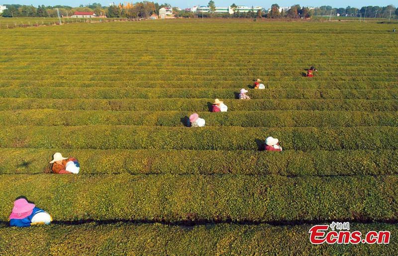 Jiangxi : une plantation de thé se développe de manière écologique