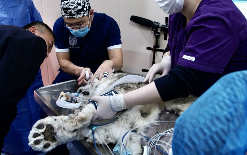 Un léopard des neiges presque aveugle voit un avenir meilleur