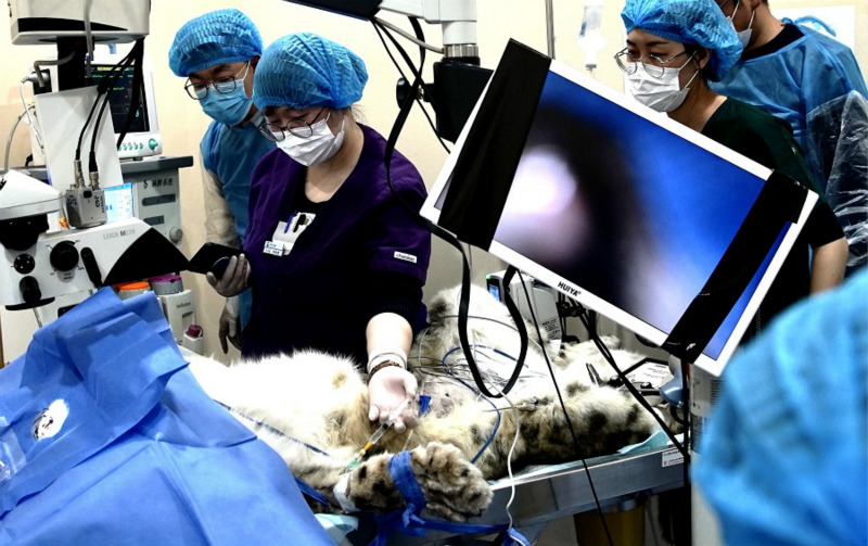 Un léopard des neiges presque aveugle voit un avenir meilleur