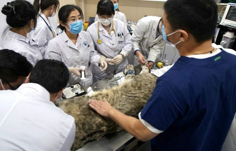 Un léopard des neiges presque aveugle voit un avenir meilleur