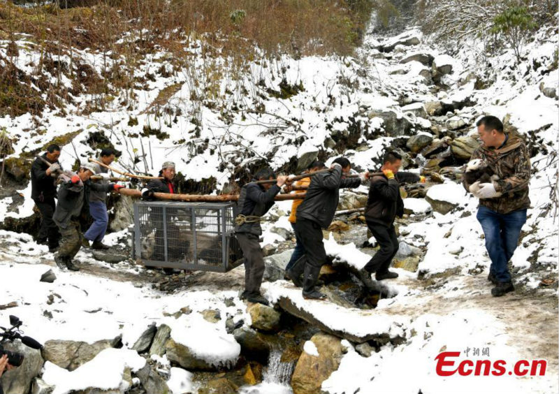 Une mère panda revient au centre après s'être accouplée dans la nature