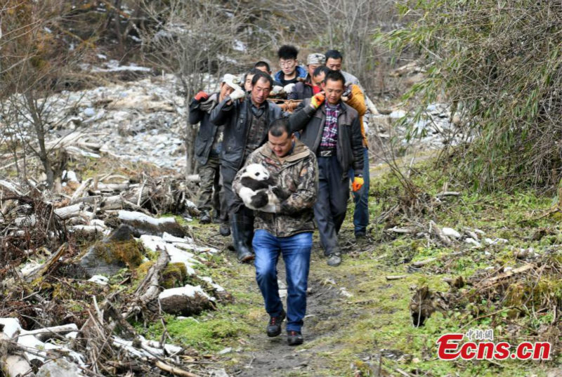 Une mère panda revient au centre après s'être accouplée dans la nature